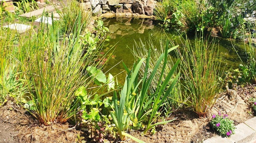 Kokosová sieť v jazierku